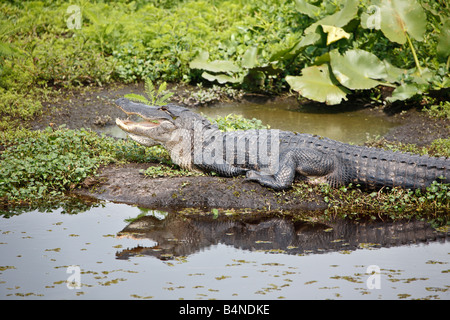 Alligator se dorant dans soleil à Paynes Prairie State préserver dans le centre de la Floride Banque D'Images