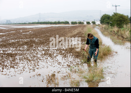 L'inspection d'agriculteurs dégâts dans champ de blé inondé de Northumberland Wooler Banque D'Images