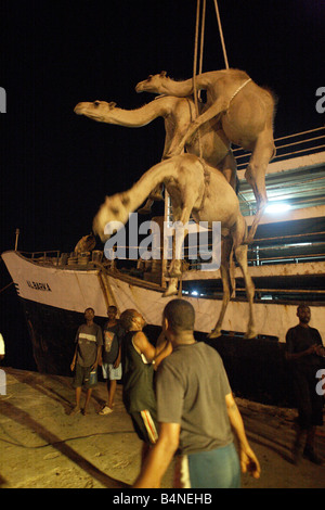 Les chameaux sont chargés à bord du navire pour l'exportation, le port de Berbera, Somalie, Somaliland Banque D'Images