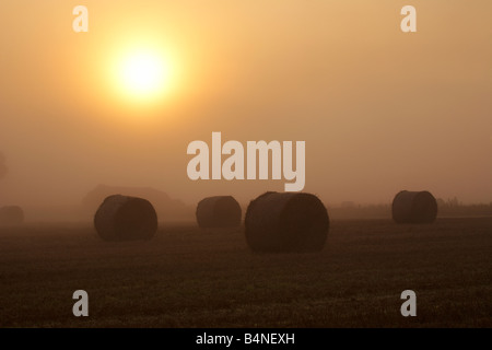 Bottes de foin dans la brume dans la campagne de Norfolk à l'aube Banque D'Images