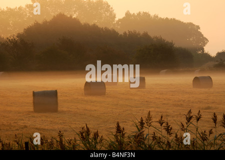 Bottes de foin dans la brume dans la campagne de Norfolk à l'aube Banque D'Images