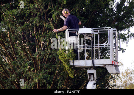 Tree Surgeon en utilisant une scie à chaîne à partir d'une plate-forme mobile cherrypicker pour couper un arbre d'If Banque D'Images