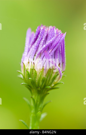 Aster violet sur fond vert humides de rosée Banque D'Images