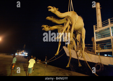 Les chameaux sont chargés à bord du navire pour l'exportation, le port de Berbera, Somalie, Somaliland Banque D'Images