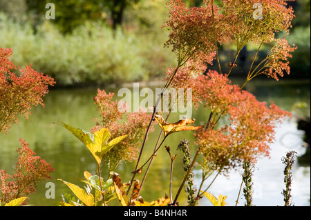 Couleurs d'automne à Wisley Gardens Banque D'Images