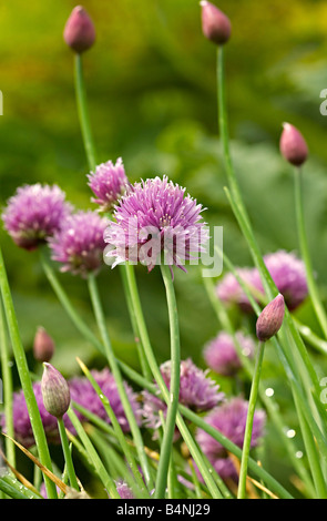 Alium schoenoprasum, oignon en fleurs fleurs Banque D'Images