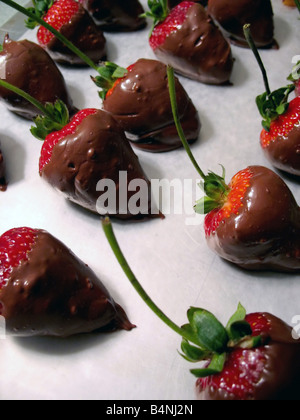 Un nouveau plateau de fraises enrobées de chocolat Banque D'Images