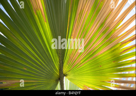 Ventilateur Wisley Palmier Bismarckia nobilis Banque D'Images