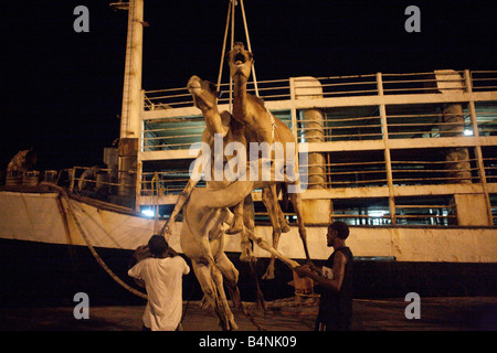 Les chameaux sont chargés à bord du navire pour l'exportation, le port de Berbera, Somalie, Somaliland Banque D'Images