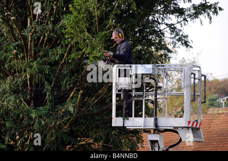 Tree Surgeon en utilisant une scie à chaîne à partir d'une plate-forme mobile cherrypicker pour couper un arbre d'If Banque D'Images