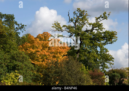 Wisley arbres en automne - 1 Banque D'Images