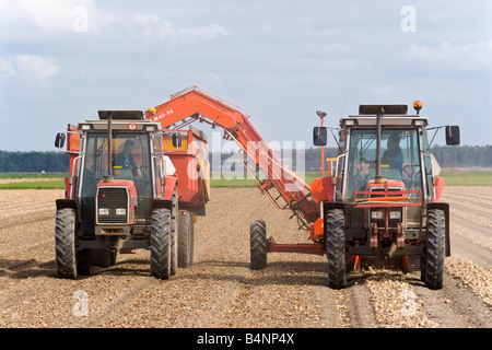 La récolte de l'Oignon 3060 Massey Ferguson Banque D'Images