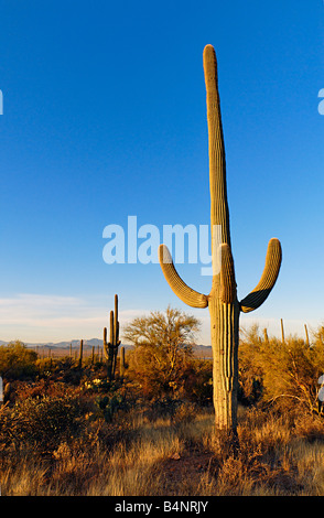 Saguaro Cactus Sunrise Banque D'Images