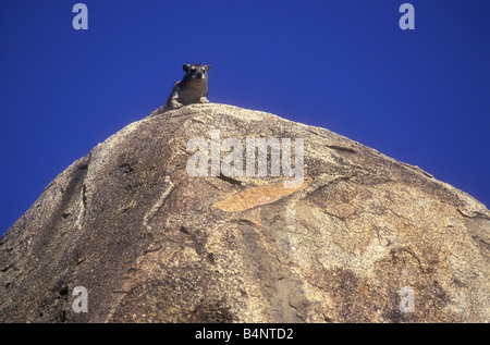 Rock Hyrax HETEROHYRAX BRUCEI soleil sur bloc de granite dans le Parc National du Serengeti Tanzanie Afrique de l'Est Banque D'Images