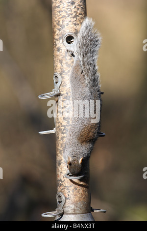 SCIRIUS CAROLINENSIS Écureuil gris de l'alimentation d'alimentation pour oiseaux Banque D'Images