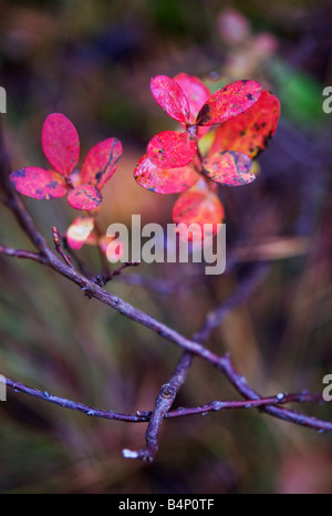 Feuilles de bleuet en couleurs d'automne Banque D'Images