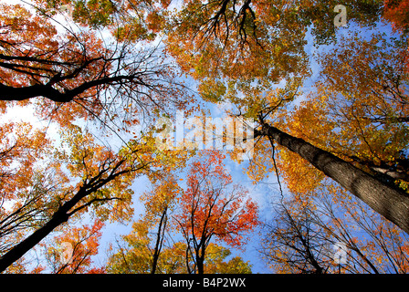 Haut des arbres d'automne colorés sur fond de ciel bleu Banque D'Images