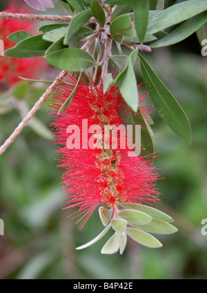 Crymson Bottlebrush Callistemon citrinus splendens, var, Myrtaceae, Australie Banque D'Images