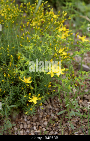 Coris jaune alias barbe d'Aaron ou millepertuis, Hypericum coris, Hypericaceae. Sud de l'Europe. Banque D'Images