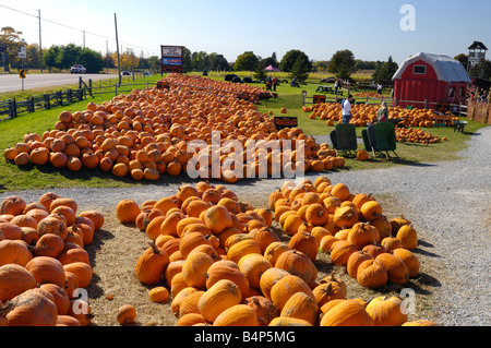 Citrouilles Banque D'Images