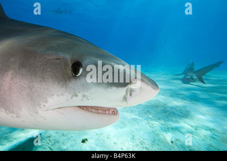 Requin tigre Galeocerdo cuvier Ouest Océan Atlantique Grand Bahama Banque D'Images