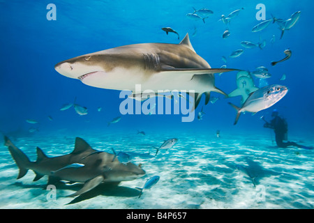 Requins citrons, Negaprion brevirostris, avec sharksuckers Echeneis naucrates, bleu, runner jacks, Caranx crysos, et les plongeurs Banque D'Images