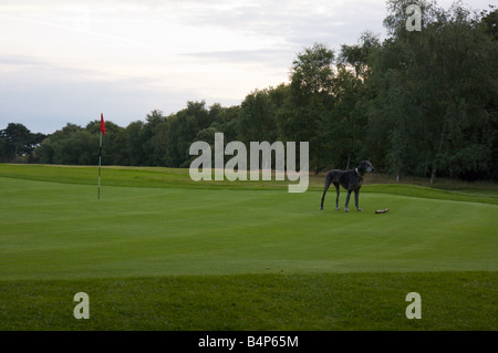 Grand Danois debout sur golf, Wimbledon Common, London, London Banque D'Images