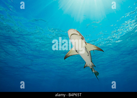 Le requin, Negaprion brevirostris, avec sharksuckers Echeneis naucrates,, Grand Bahama, Bahamas, Océan Atlantique Banque D'Images