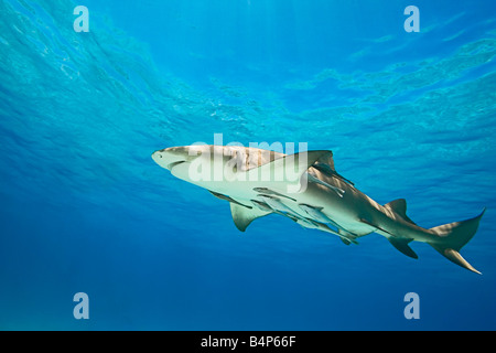 Requin citron Negaprion brevirostris avec sharksuckers Echeneis naucrates West End Grand Bahama Bahamas Océan Atlantique Banque D'Images