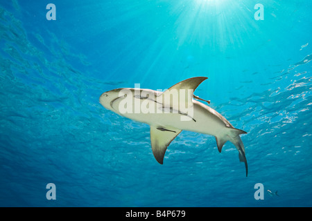 Requin citron Negaprion brevirostris avec sharksuckers Echeneis naucrates West End Grand Bahama Bahamas Océan Atlantique Banque D'Images