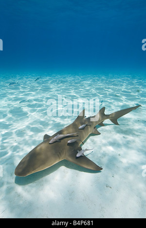 Requin citron Negaprion brevirostris avec sharksuckers Echeneis naucrates West End Grand Bahama Bahamas Océan Atlantique Banque D'Images