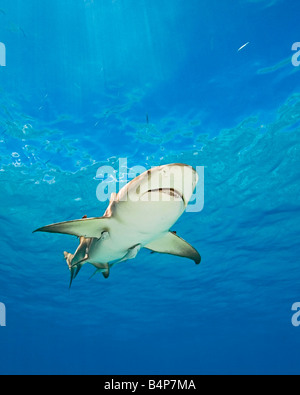 Requin citron Negaprion brevirostris avec sharksuckers Echeneis naucrates West End Grand Bahama Bahamas Océan Atlantique Banque D'Images