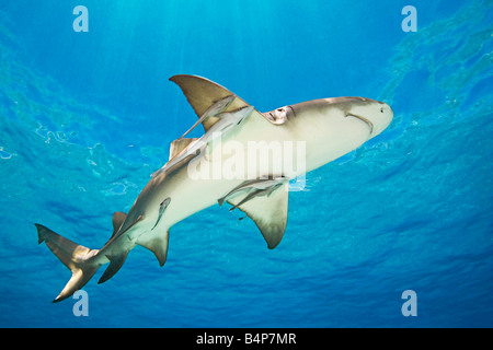 Requin citron Negaprion brevirostris avec sharksuckers Echeneis naucrates West End Grand Bahama Bahamas Océan Atlantique Banque D'Images