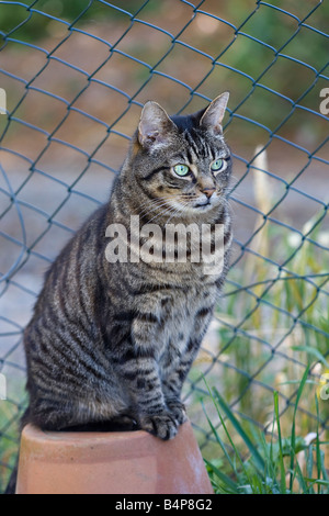 Grand mâle adulte mackerel tabby chat (Felis catus) assis à l'extérieur sur un pot de fleurs retourné Banque D'Images