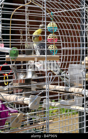 Cockatiel dans une cage Banque D'Images