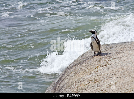 Pingouin africain (Spheniscus demersus) assis sur un rocher au bord de la mer. Une espèce en voie de disparition dans la ville de Boudders Beach Simon, en Afrique du Sud. Banque D'Images