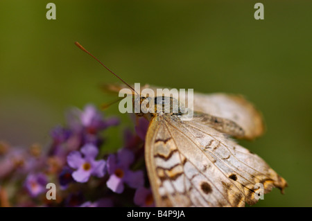 Anartia jatrophae paon blanc Banque D'Images