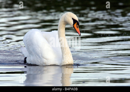 Cygne tuberculé - Cygnus olor - sur la rivière Ant sur les Norfolk Broads au Royaume-Uni Banque D'Images