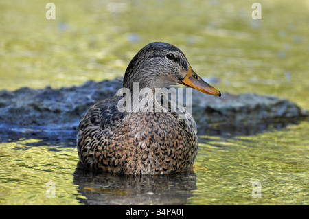 Canard colvert femelle Banque D'Images