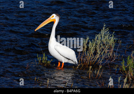 Pélican blanc Pelecanus erythrorhynchos debout dans rivière Madison Montana en Juillet Banque D'Images