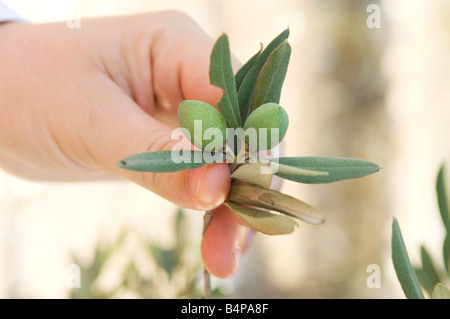 Hand holding fresh green olives branch Liban Moyen Orient Banque D'Images