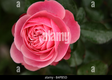 Superbe rose rose Banque D'Images