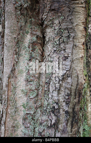 Sycomore Acer pseudoplatanus CLOSE UP OF TREE TRUNK Banque D'Images