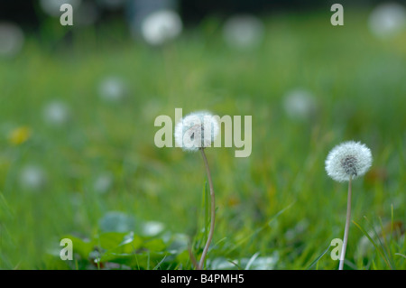 Pissenlits Banque D'Images