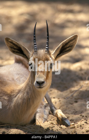 L'Algérie Touggourt gazelle Dorca Gazella dorcas désert du Sahara Banque D'Images
