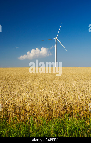 Les moulins à vent dans les prairies avec des champs de céréales près de St Leon Manitoba Canada Banque D'Images