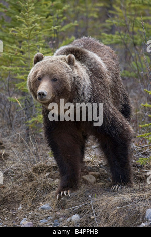 Un grizzly dans le parc national de Banff en Alberta Canada Banque D'Images