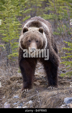 Un grizzly dans le parc national de Banff en Alberta Canada Banque D'Images