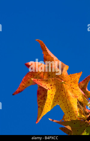 Belles couleurs d'automne des feuilles Banque D'Images