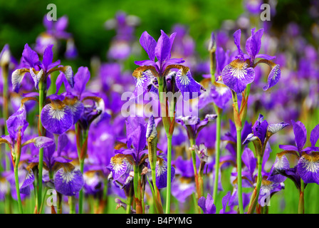 Belle floraison mauve au printemps, les iris Banque D'Images